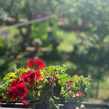 Apartman Dalija ヴィンクラン エクステリア 写真